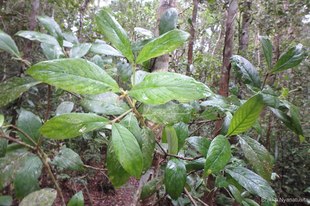 Psychotria dubia var. dubia (Wight) Alston